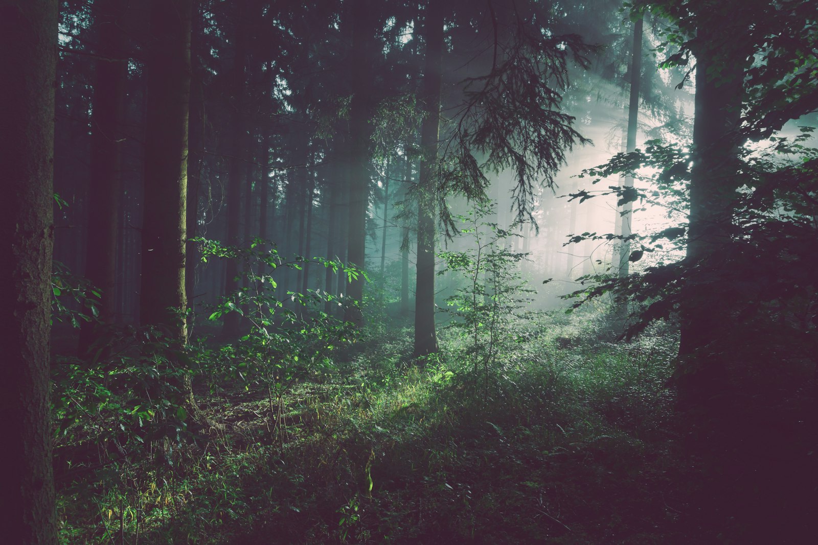 Two trees standing side by side in soft morning mist, rooted separately but growing toward one another.